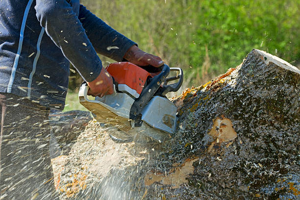 How Our Tree Care Process Works  in  Altamonte Springs, FL